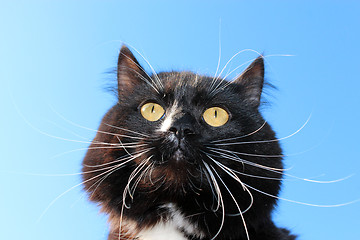 Image showing black cat with white tie