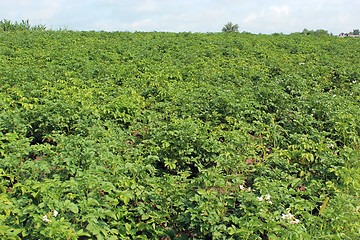 Image showing Kitchen garden of the big plants of potato