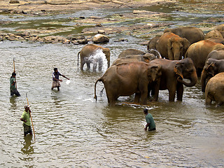 Image showing Elephant bathing at the orphanage