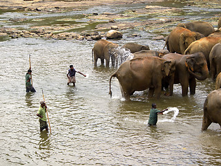 Image showing Elephant bathing at the orphanage