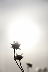 Image showing Flowers and Sun