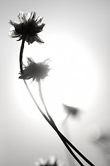 Image showing Flowers and Sun