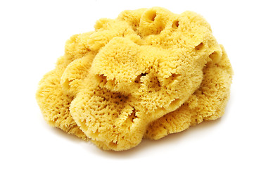 Image showing Natural Sponge