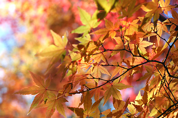 Image showing Japanese red maple