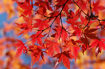 Image showing Japanese maple