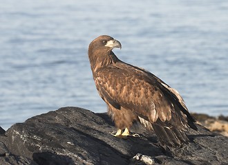 Image showing Young White tailed Eagle.