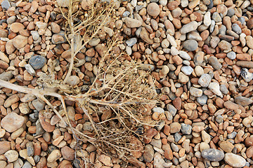 Image showing Dead sea kale on a shingle beach