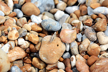 Image showing Grasshopper sitting on stones