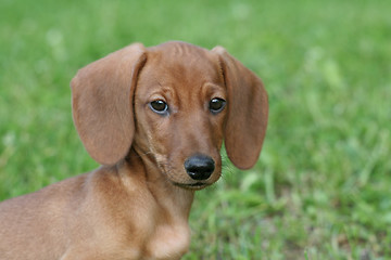 Image showing Dachshund