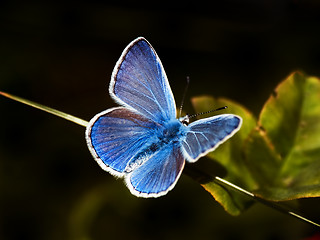 Image showing common blue butterfly