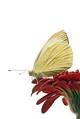 Image showing Small White butterfly profile