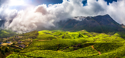 Image showing Tea plantations in India