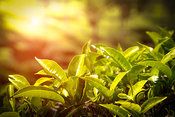 Image showing Close up of tea leaves. Tea plantations in India