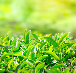 Image showing Close up of tea leaves. Tea plantations in India