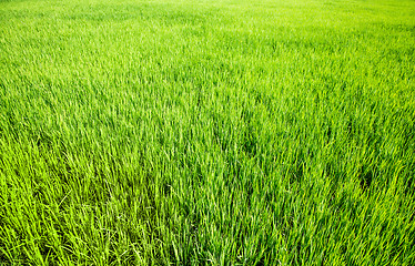 Image showing Grass background