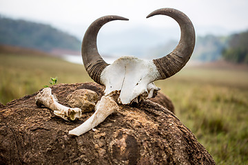 Image showing Gaur - Indian bison, skull and bones