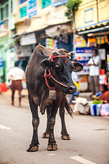 Image showing Cow on the street of Indian town