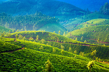 Image showing Tea plantations in India