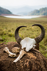 Image showing Gaur - Indian bison, skull and bones