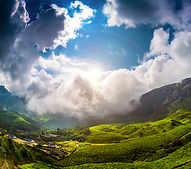 Image showing Tea plantations in India