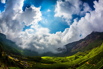 Image showing Tea plantations in India