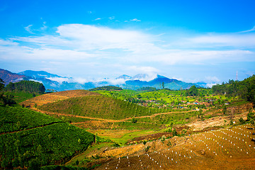 Image showing Tea plantations in India