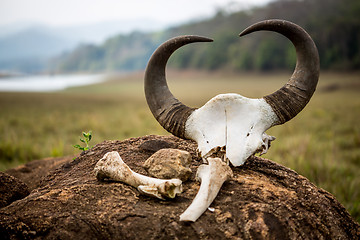 Image showing Gaur - Indian bison, skull and bones