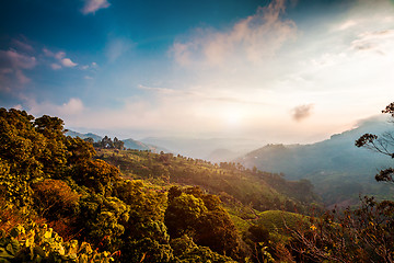 Image showing Tea plantations in India