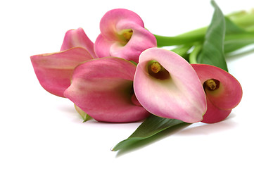 Image showing Pink callas