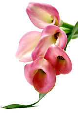 Image showing Pink callas