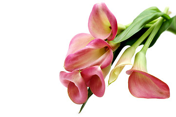 Image showing Pink callas