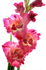 Image showing Gladiolus