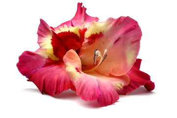 Image showing Gladiolus