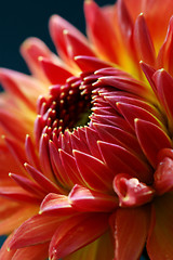 Image showing Close-up of dahlia