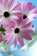 Image showing Pink daisies