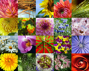 Image showing Flower collection