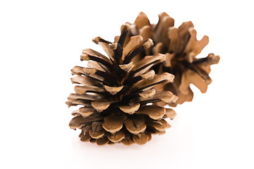 Image showing brown pine cone isolated on white background 