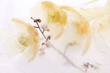 Image showing Frozen flowers. blossoms in the ice cube