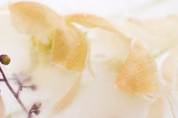 Image showing Frozen flowers. blossoms in the ice cube