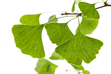 Image showing Ginkgo biloba leaf isolated on white