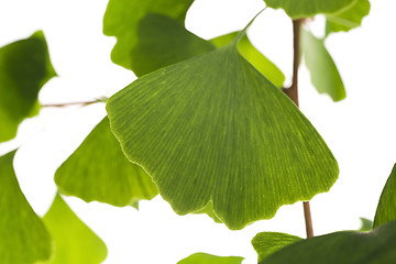 Image showing Ginkgo biloba leaf isolated on white