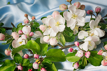 Image showing Apple-tree branch with gentle light pink flowers, buds and leave