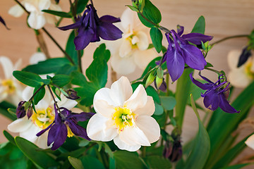 Image showing Flowers of narcissuses and an akvilegiya on a pink background.