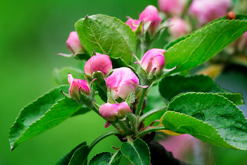 Image showing Buds of flowers of an apple-tree and leaves on an apple-tree bra