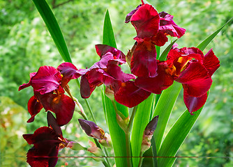 Image showing Bouquet of blossoming irises against a green garden.