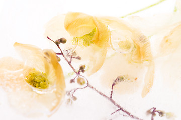 Image showing Frozen flowers. blossoms in the ice cube