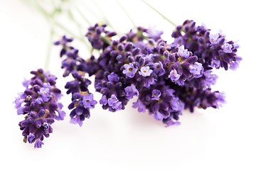 Image showing Lavender flowers on the white background