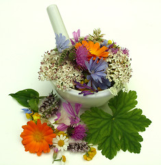 Image showing Herbs