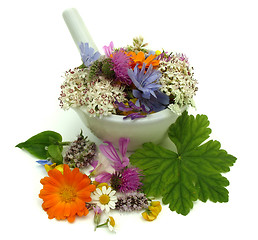 Image showing Herbs