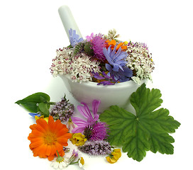 Image showing Herbs